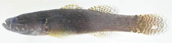 Image of Brown Spinecheek Gudgeon