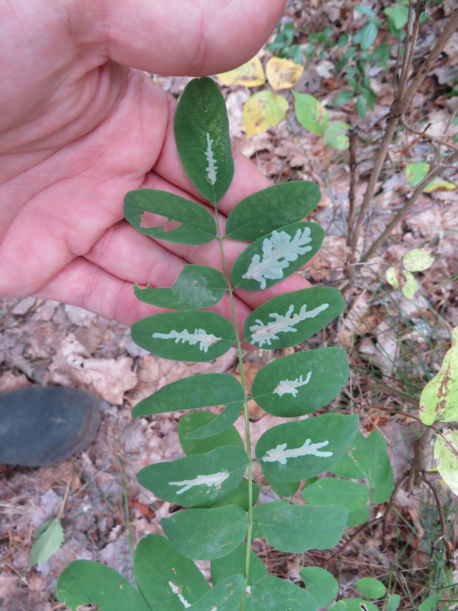 Image of Locust Digitate Leafminer