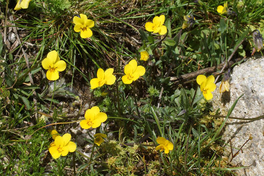 Image of Viola langeana Valentine