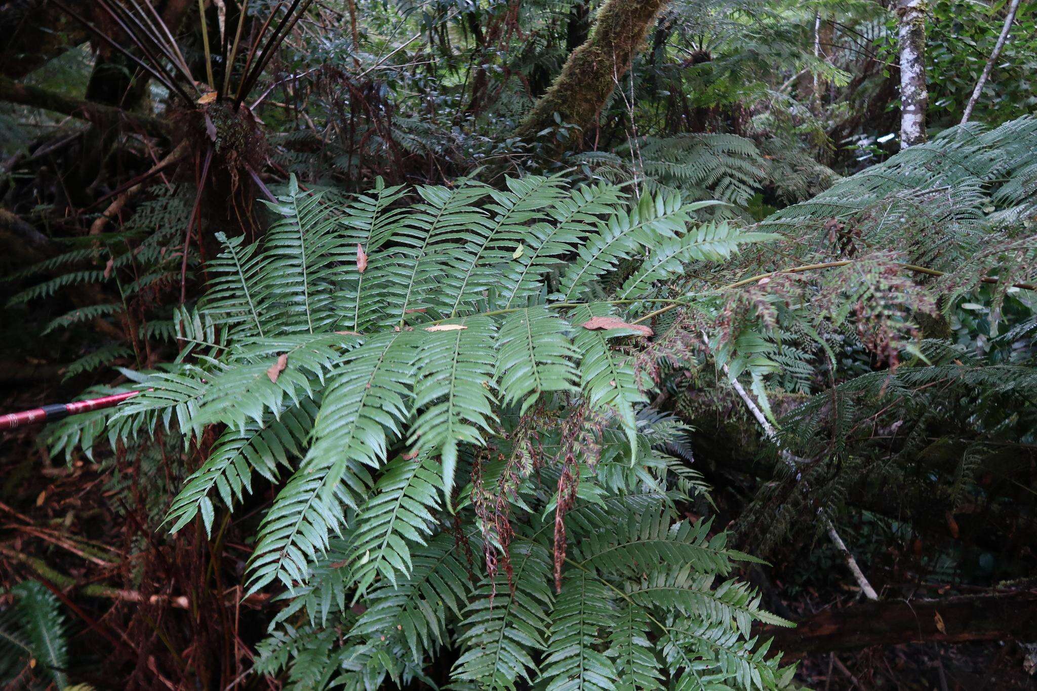 Image of Pitted Potato Fern