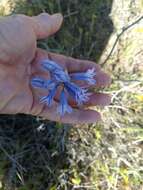 صورة Triteleia grandiflora Lindl.