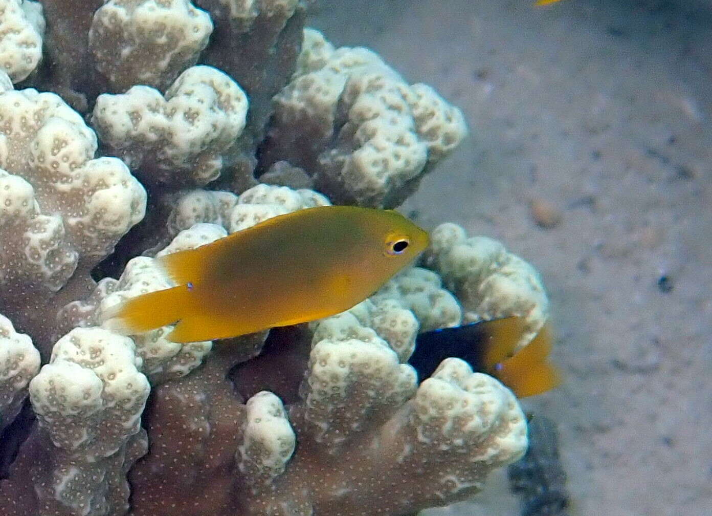 Image of Lemon damsel