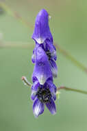 Слика од Aconitum nasutum Rchb.