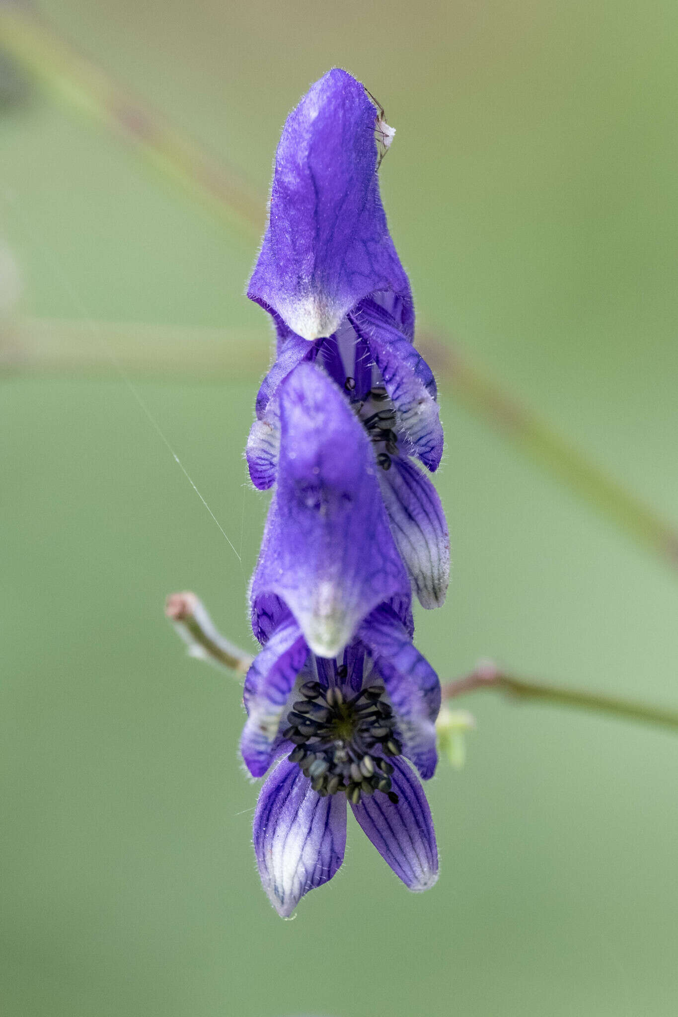 Aconitum nasutum Rchb.的圖片