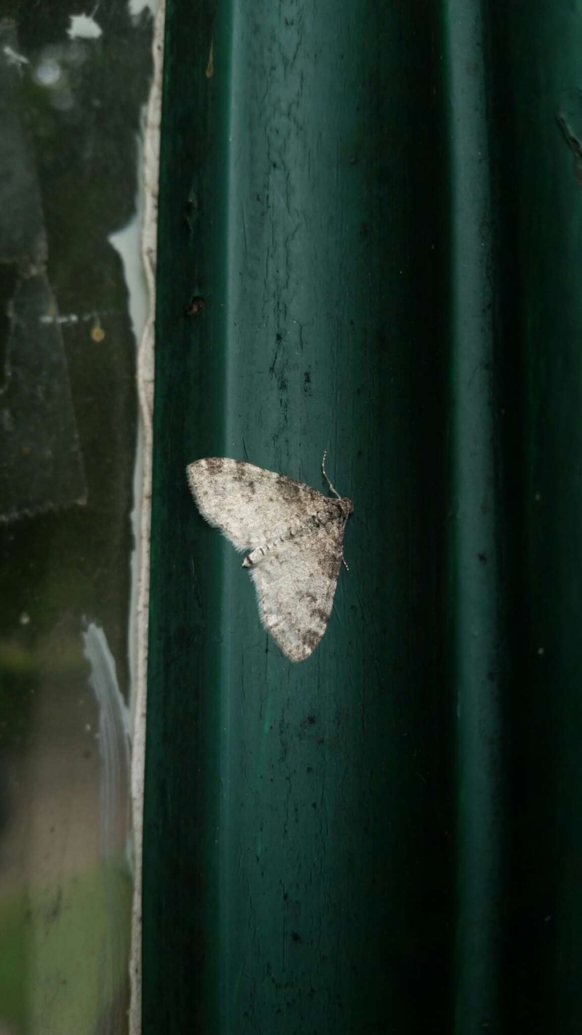 Image of Powdered Bigwing