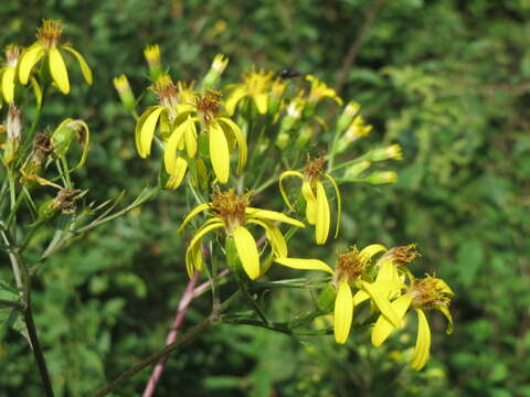 Image of wood ragwort