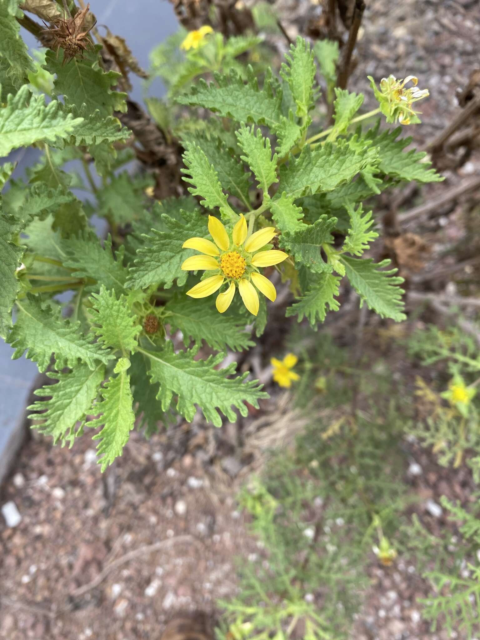 Lecocarpus darwinii H. Adsersen resmi