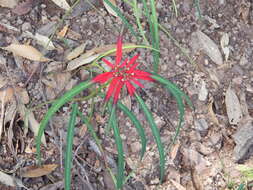 Euphorbia colorata Engelm. resmi