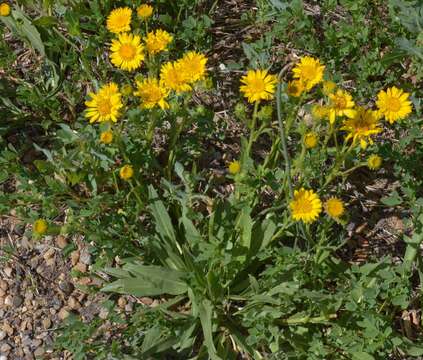 Imagem de Pyrrocoma lanceolata (Hook.) Greene