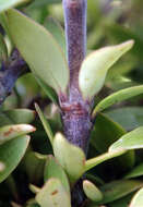 Image of Coprosma propinqua var. martini W. R. B. Oliv.