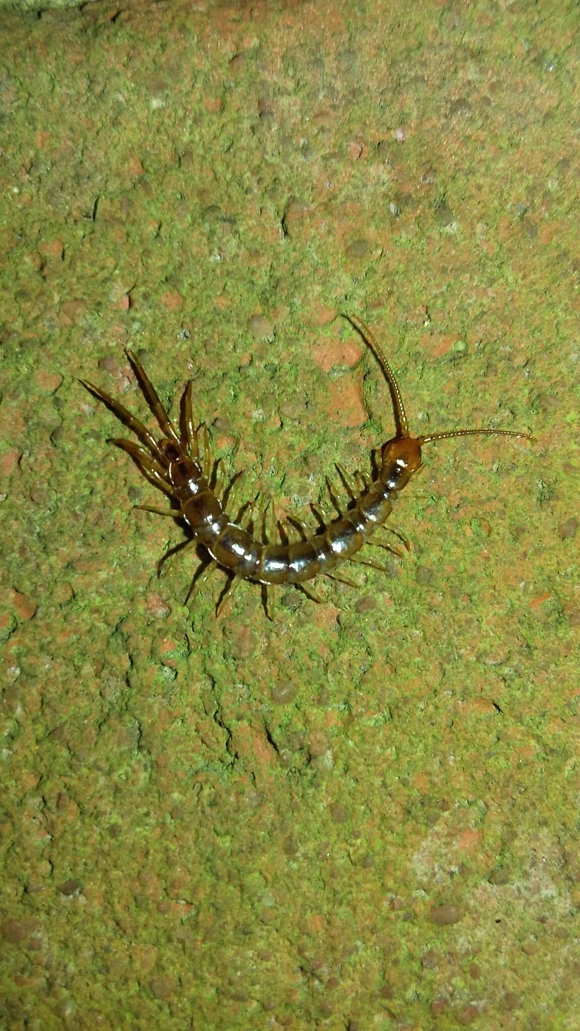 Image of Lithobius melanops Newport 1845