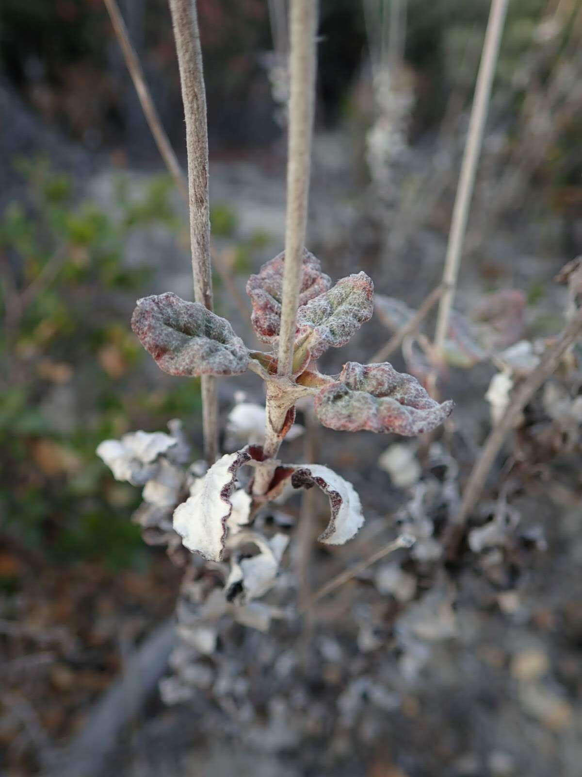 Imagem de Eriogonum nudum var. decurrens (S. Stokes) M. L. Bowerman