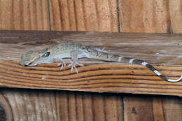 Image of Spotted Caribbean Gecko
