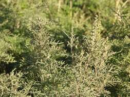 Image of slimleaf bur ragweed