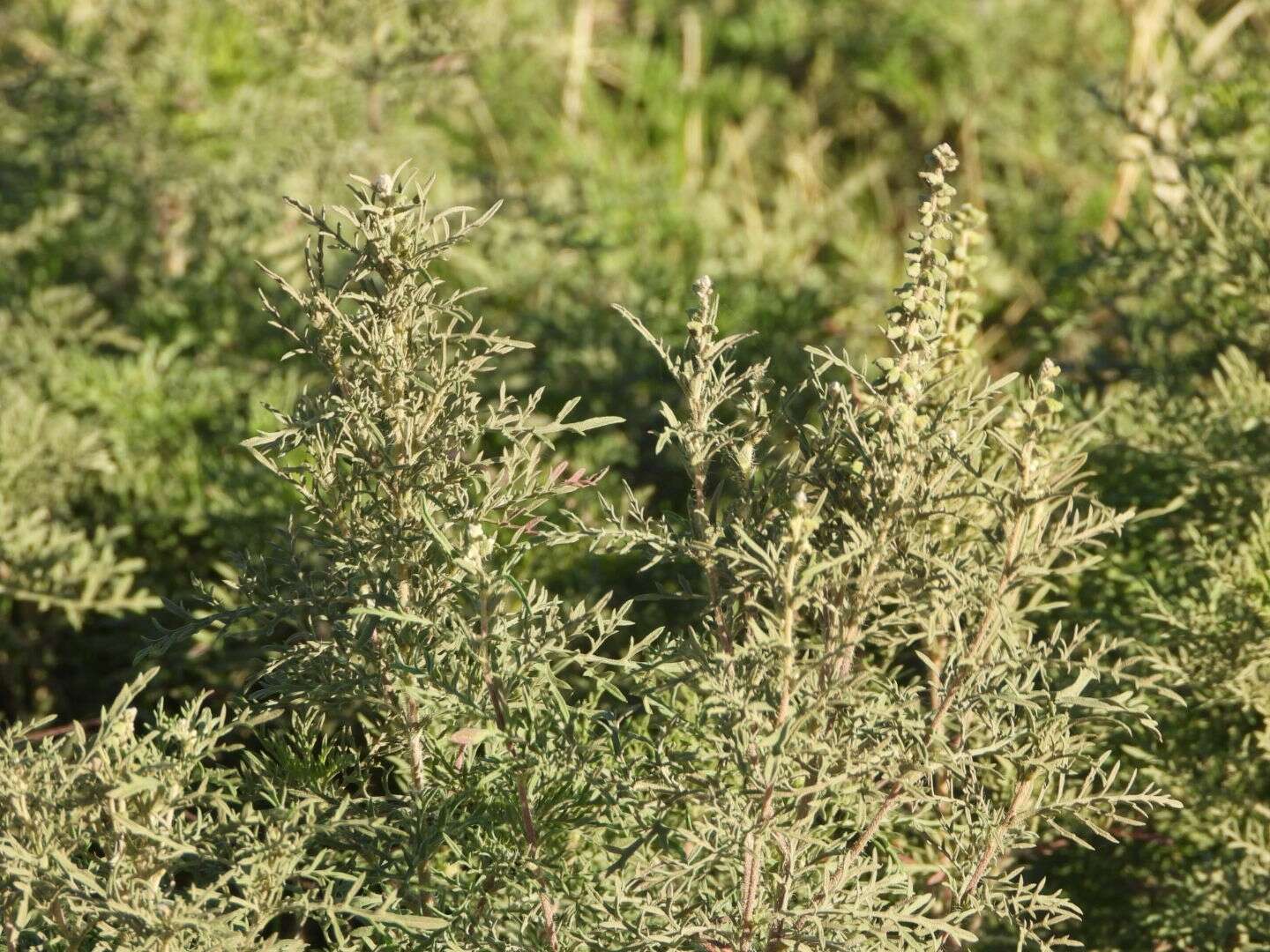 Image of slimleaf bur ragweed