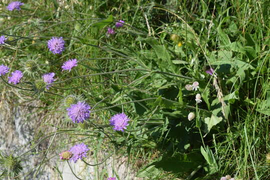 Image of Knautia transalpina (Christ) Briq.