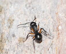 Image de Polyrhachis femorata Smith 1858