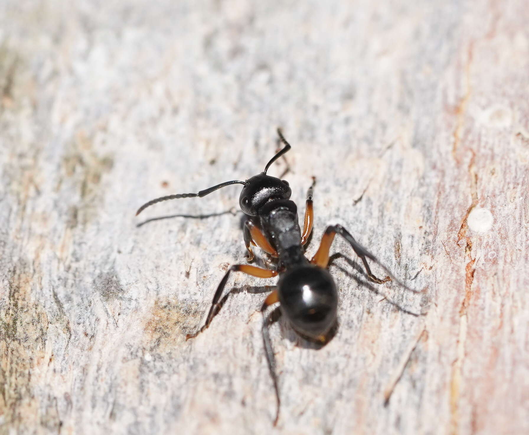 Image de Polyrhachis femorata Smith 1858