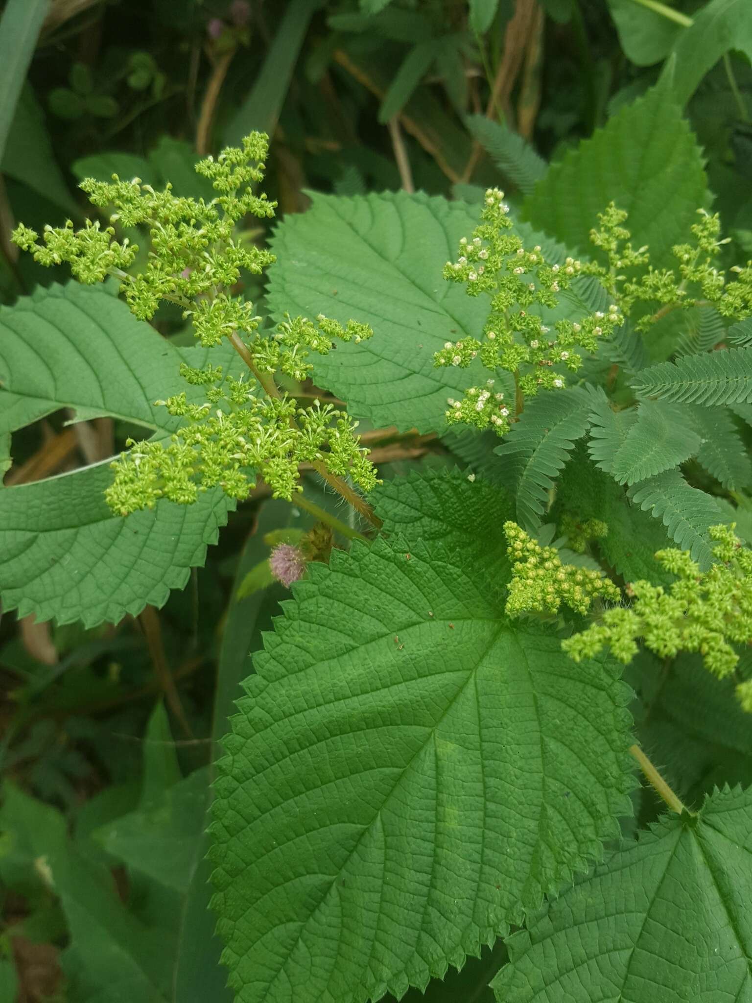 Image of West Indian woodnettle