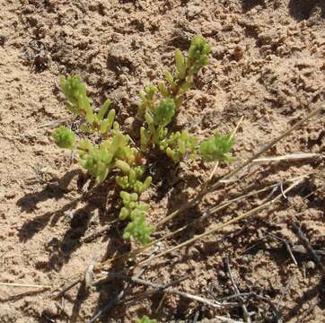 Image of silkcotton purslane