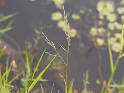 Image of torpedo grass