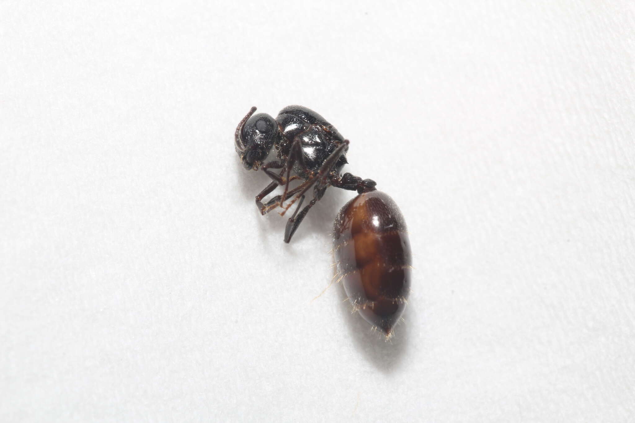 Image of Crematogaster laestrygon Emery 1869