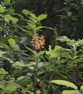 Imagem de Digitalis canariensis L.