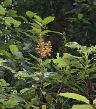 Imagem de Digitalis canariensis L.