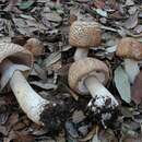 Image of Agaricus phaeolepidotus F. H. Møller 1952