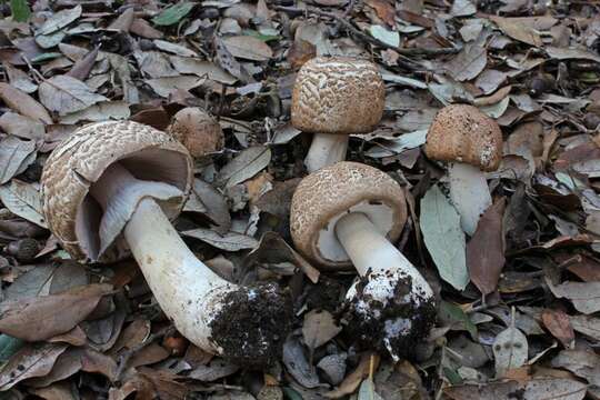 Plancia ëd Agaricus phaeolepidotus F. H. Møller 1952