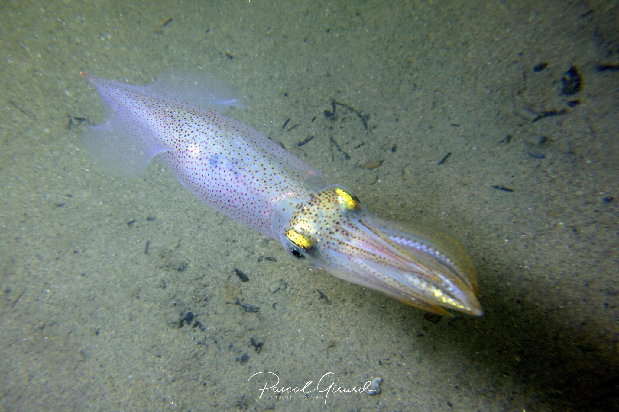 Sivun Alloteuthis media (Linnaeus 1758) kuva