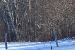 Image of Gyr Falcon