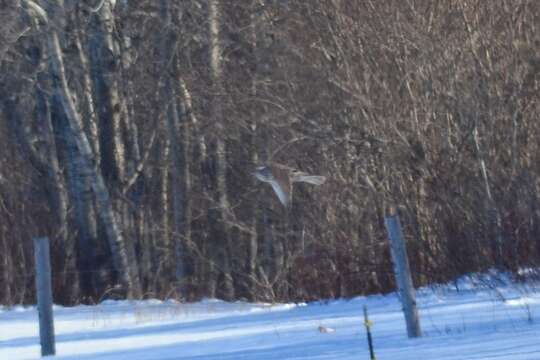 Image of Gyr Falcon