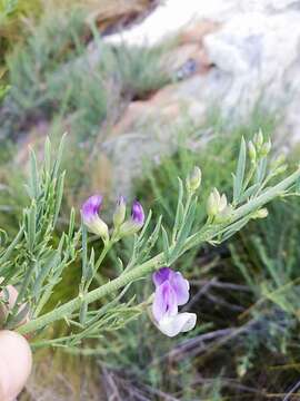 Image de Psoralea verrucosa Willd.