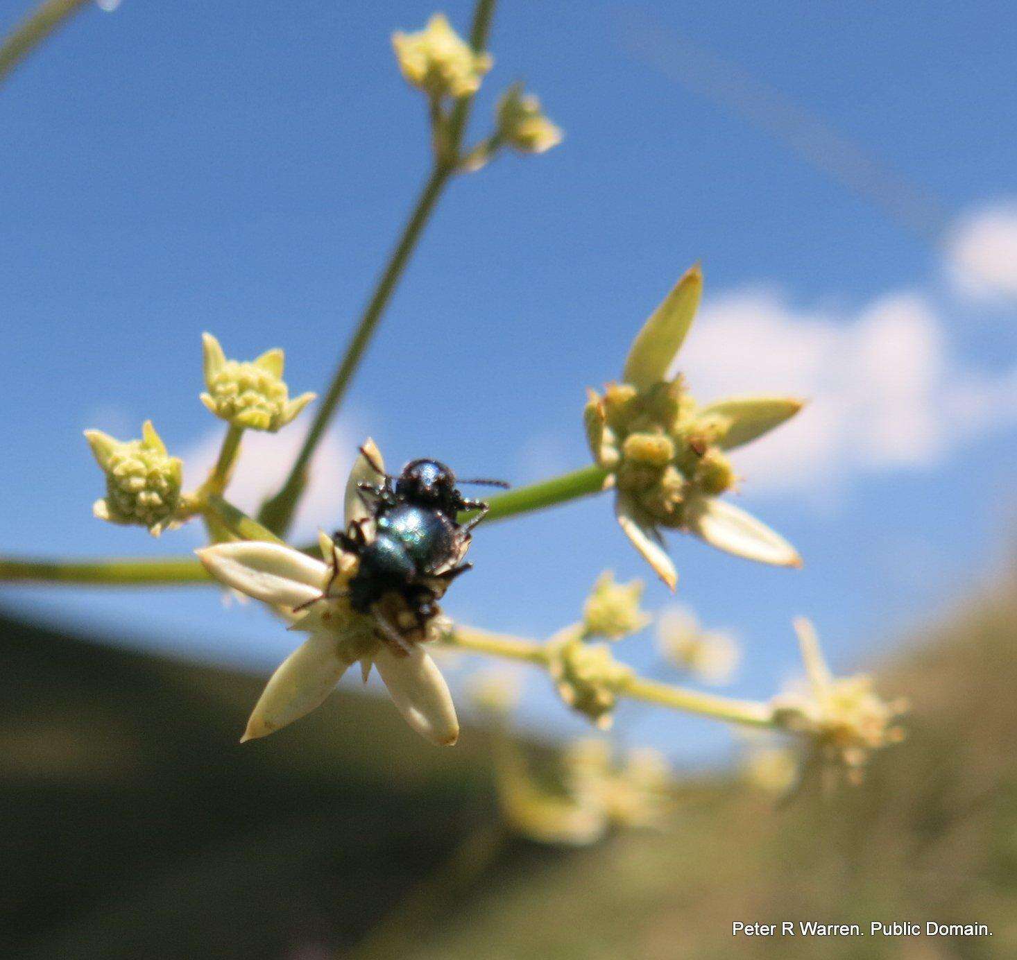 Imagem de Alepidea amatymbica var. amatymbica