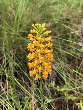 Image of Crested Yellow Orchid