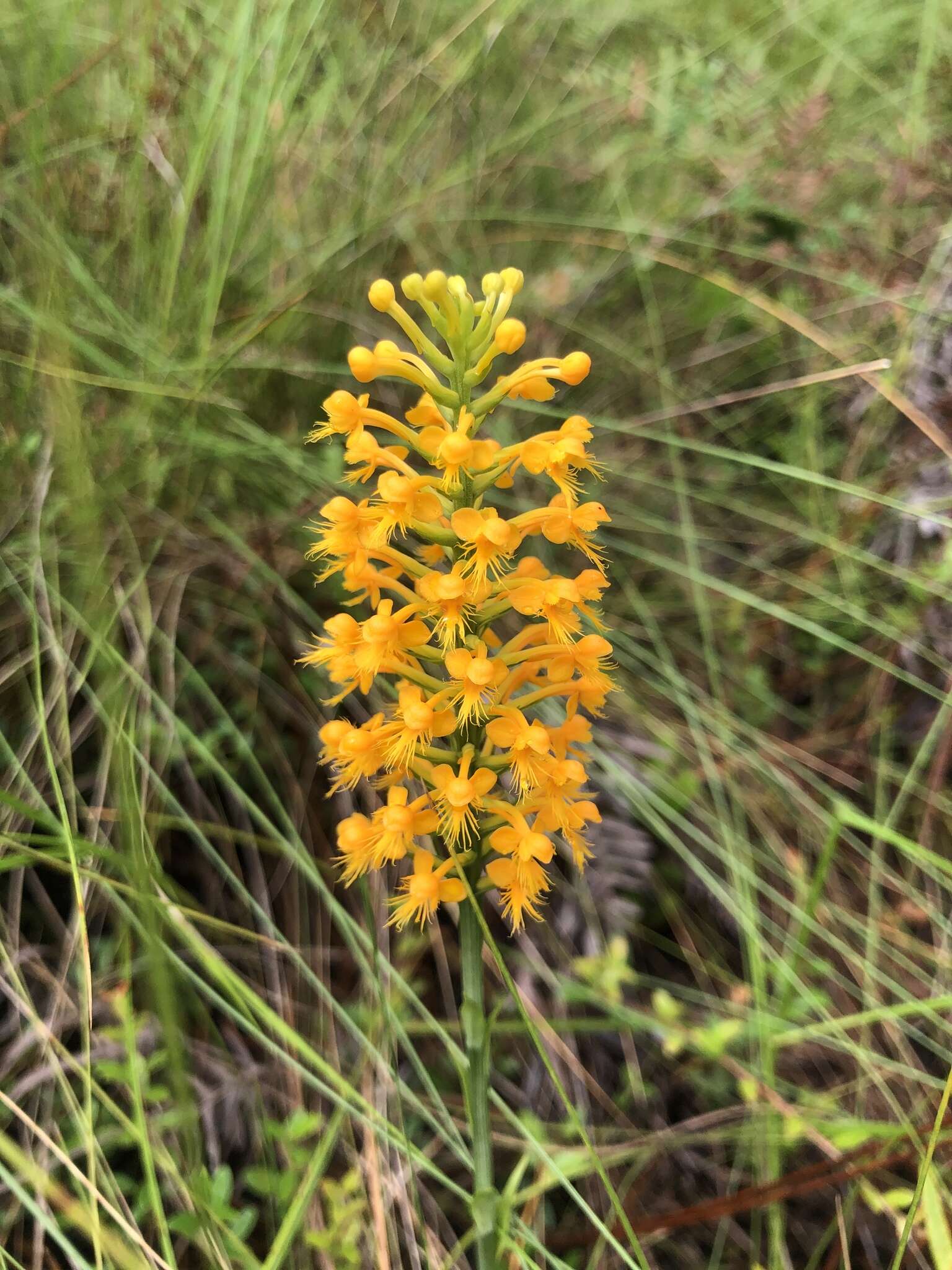 Image de Platanthera cristata (Michx.) Lindl.