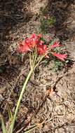 Image of Alstroemeria ligtu L.