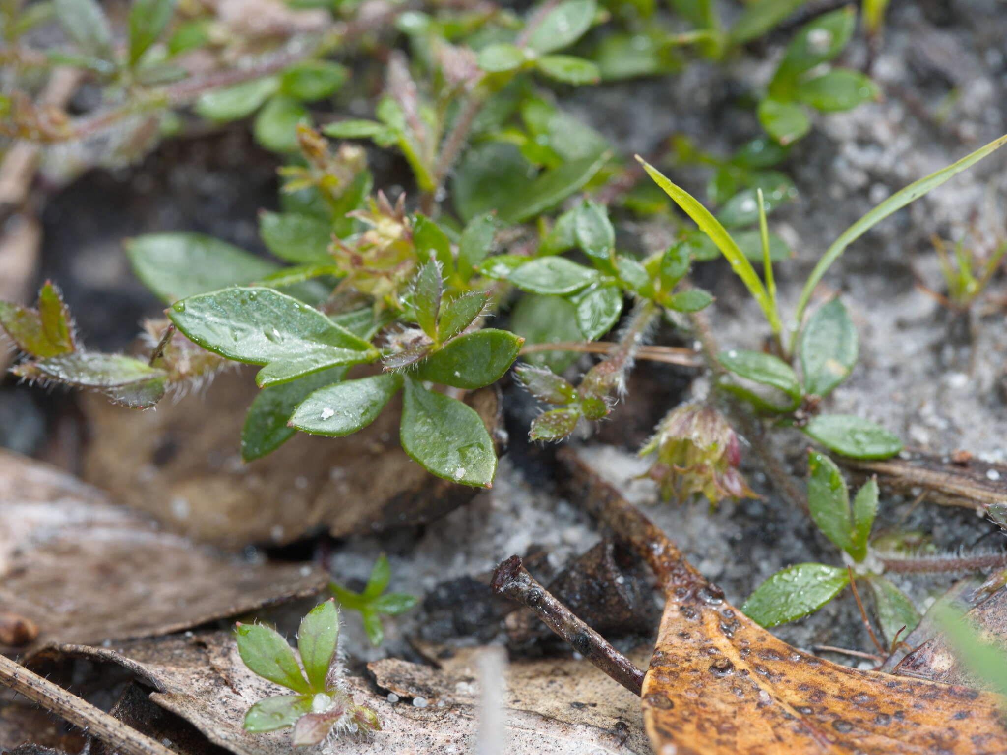 Imagem de Xanthosia tasmanica Domin