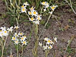 Rhodanthe corymbiflora (Schltdl.) P. G. Wilson的圖片