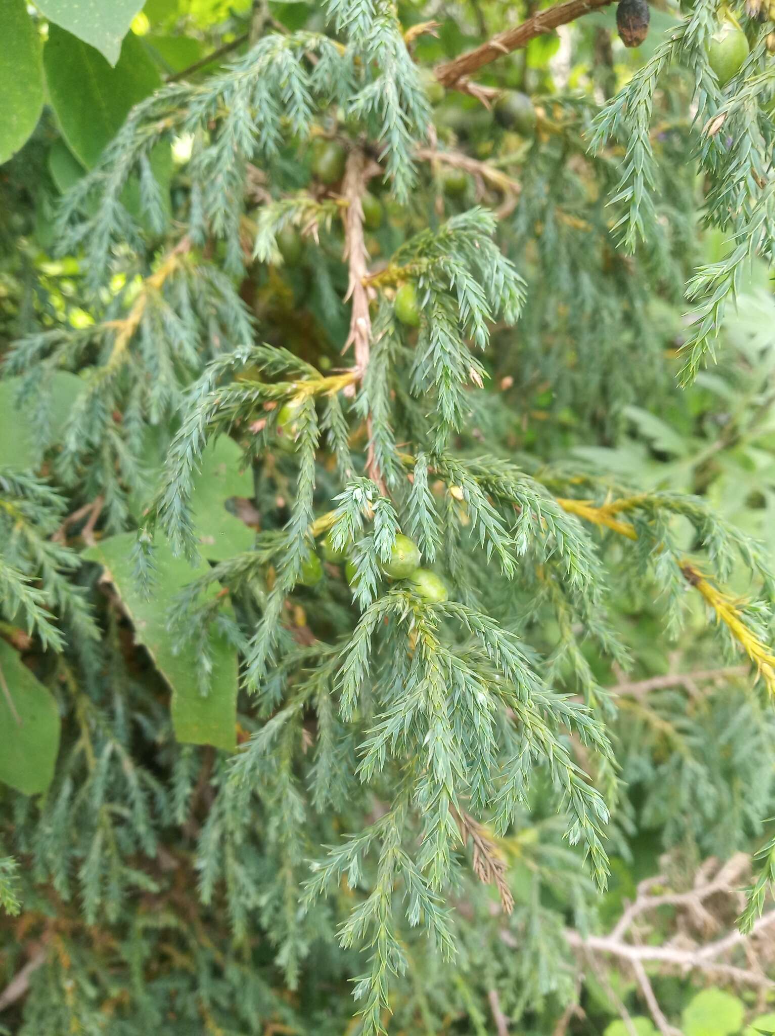 Image of Drooping Juniper