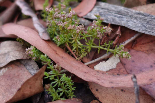 Image of Asperula gunnii Hook. fil.