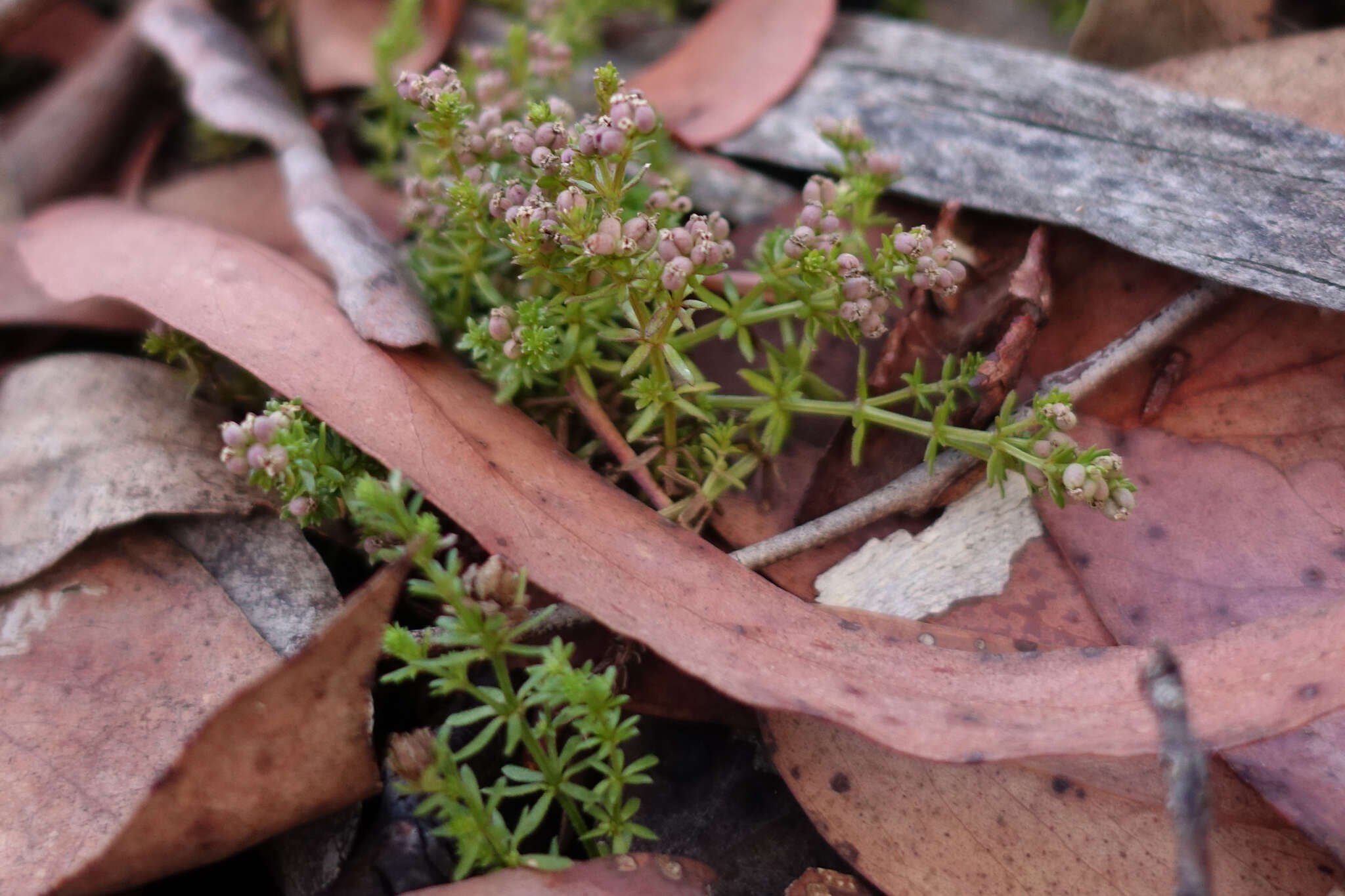 Imagem de Asperula gunnii Hook. fil.