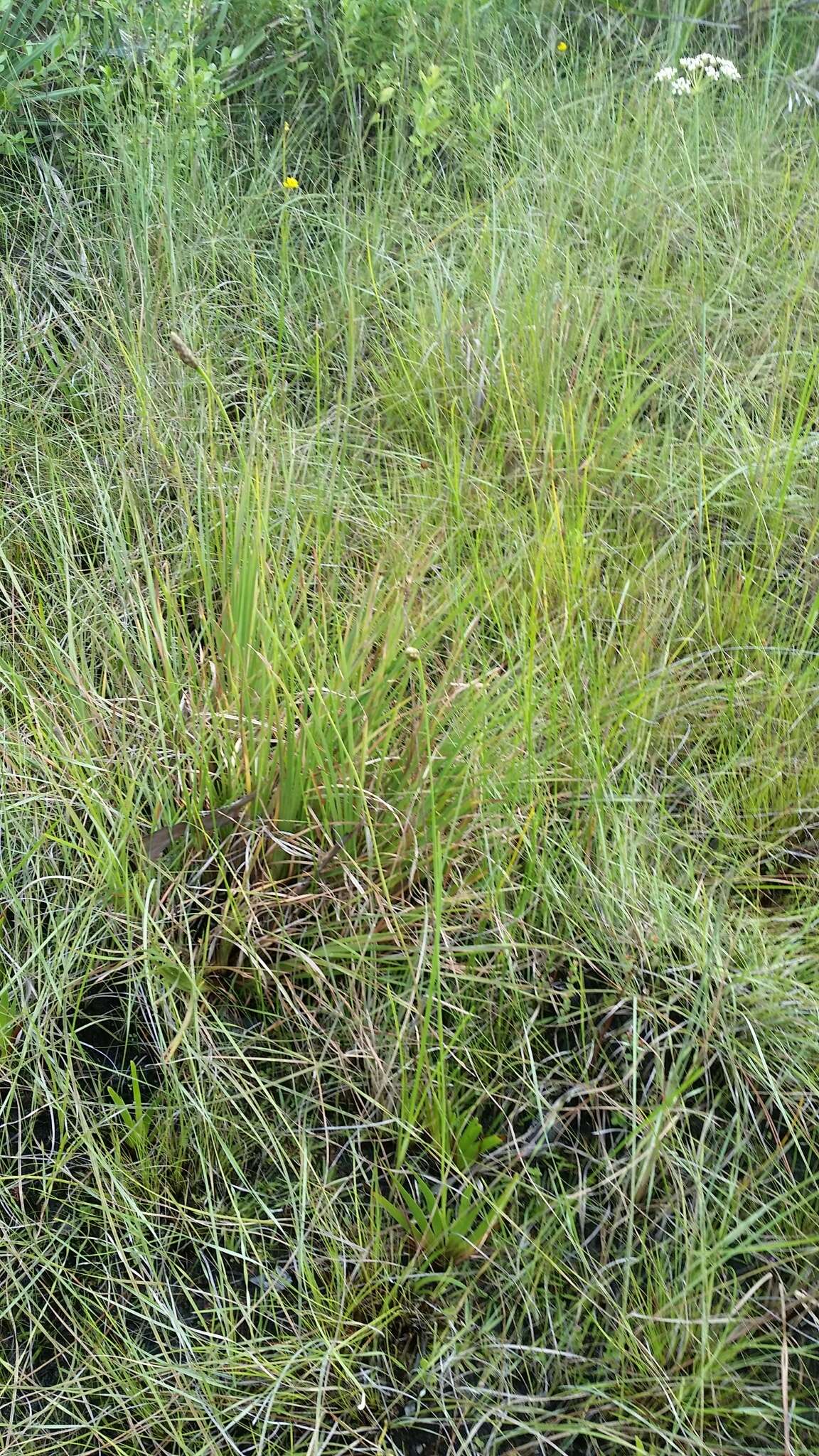 Image of Coastal-Plain Yellow-Eyed-Grass