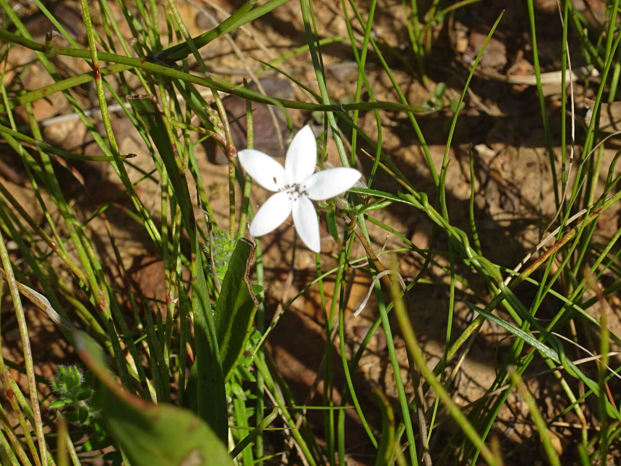 Imagem de Cyphia volubilis var. volubilis