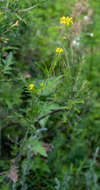 Plancia ëd Sisymbrium heteromallum C. A. Mey.