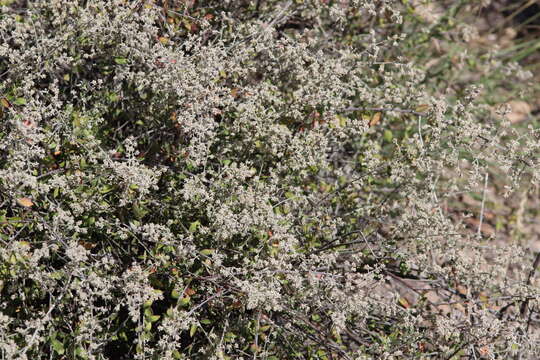 Image of Texas shrub