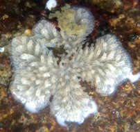 Image of Tubulipora pacifica Robertson 1910