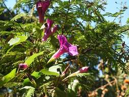 Image de Ipomoea bernoulliana Peter