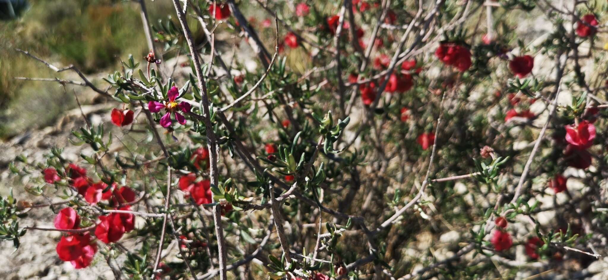 Слика од Calcicola sericea (Nied.) W. R. Anderson & C. Davis